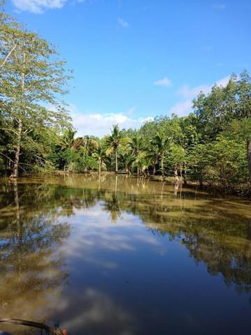 ที่ดิน 45000000 จันทบุรี สอยดาว ทรายขาว