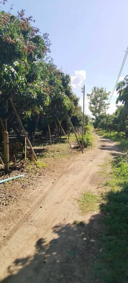 ที่ดิน 5000000 เชียงใหม่ สันป่าตอง ยุหว่า ที่ดิน 5000000 เชียงใหม่ สันป่าตอง ยุหว่า