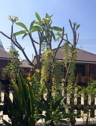บ้านเดี่ยว 1990000 ประจวบคีรีขันธ์ ปราณบุรี วังก์พง บ้านเดี่ยว 1990000 ประจวบคีรีขันธ์ ปราณบุรี วังก์พง
