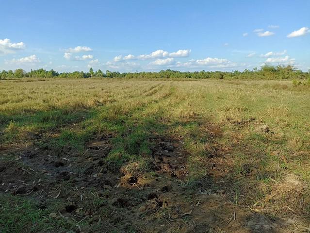 ที่ดิน 500000 ปราจีนบุรี ศรีมหาโพธิ หัวหว้า ที่ดิน 500000 ปราจีนบุรี ศรีมหาโพธิ หัวหว้า