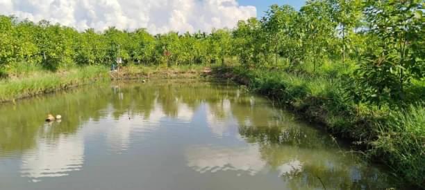 ที่ดิน 4800000 เชียงใหม่ สันป่าตอง ยุหว่า ที่ดิน 4800000 เชียงใหม่ สันป่าตอง ยุหว่า