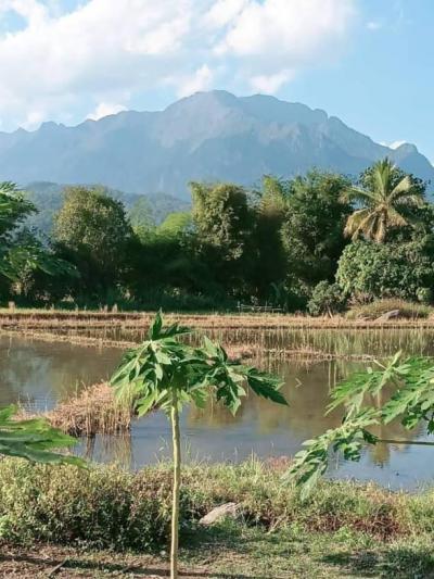 ที่ดิน 2000000 เชียงใหม่ เชียงดาว เมืองนะ