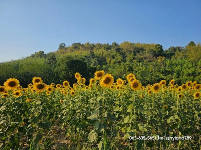 ที่ดิน 2200000 สระบุรี แก่งคอย ชะอม ที่ดิน 2200000 สระบุรี แก่งคอย ชะอม