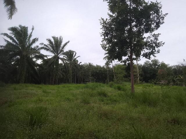 ที่ดิน 2750000 ชุมพร เมืองชุมพร นาชะอัง ที่ดิน 2750000 ชุมพร เมืองชุมพร นาชะอัง