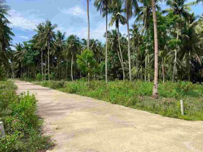 ที่ดิน 3000000 พิษณุโลก เมืองพิษณุโลก ท่าโพธิ์