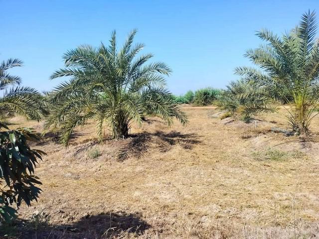 ที่ดิน 2500000 พิษณุโลก บางระกำ วังอิทก ที่ดิน 2500000 พิษณุโลก บางระกำ วังอิทก