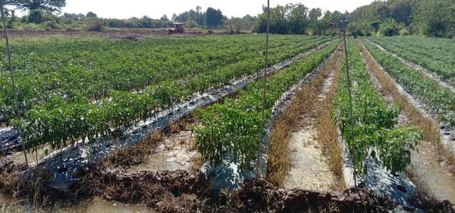 ที่ดิน 2000000 หนองคาย โพนพิสัย กุดบง ที่ดิน 2000000 หนองคาย โพนพิสัย กุดบง