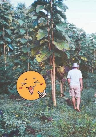 ที่ดิน 800000 น่าน สันติสุข ดู่พงษ์ ที่ดิน 800000 น่าน สันติสุข ดู่พงษ์