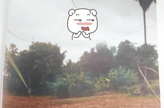 ที่ดิน 300000 นครสวรรค์ ชุมแสง โคกหม้อ ที่ดิน 300000 นครสวรรค์ ชุมแสง โคกหม้อ
