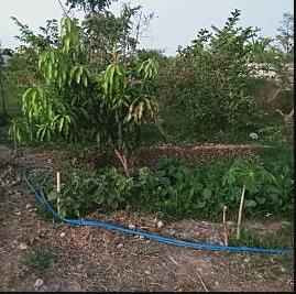 ที่ดิน 600000 หนองคาย ท่าบ่อ กองนาง ที่ดิน 600000 หนองคาย ท่าบ่อ กองนาง