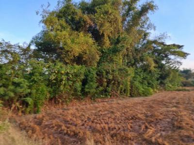 ที่ดิน 2000000 หนองคาย โพนพิสัย กุดบง