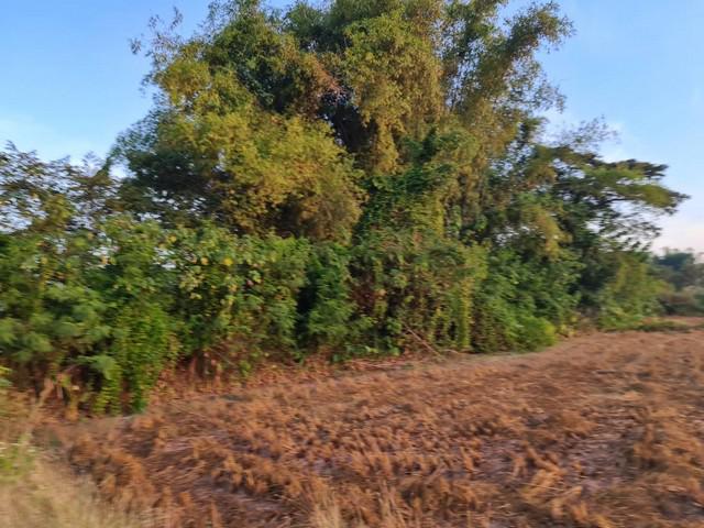 ที่ดิน 2000000 หนองคาย โพนพิสัย กุดบง ที่ดิน 2000000 หนองคาย โพนพิสัย กุดบง