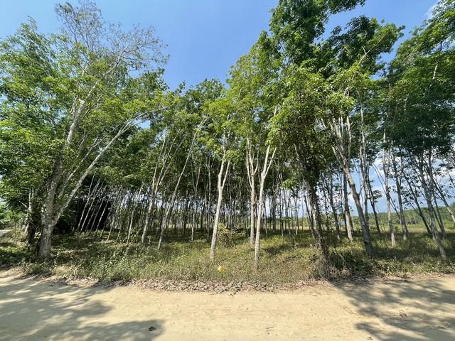 ที่ดิน 1250000 นครศรีธรรมราช ถ้ำพรรณรา ถ้ำพรรณรา ที่ดิน 1250000 นครศรีธรรมราช ถ้ำพรรณรา ถ้ำพรรณรา