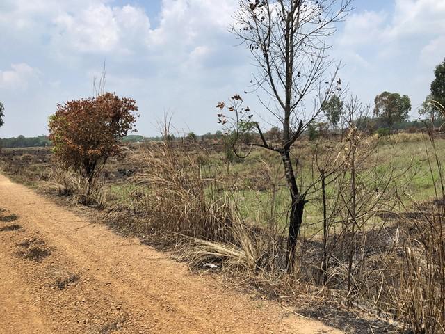 ที่ดิน 1000000 สกลนคร คำตากล้า หนองบัวสิม ที่ดิน 1000000 สกลนคร คำตากล้า หนองบัวสิม