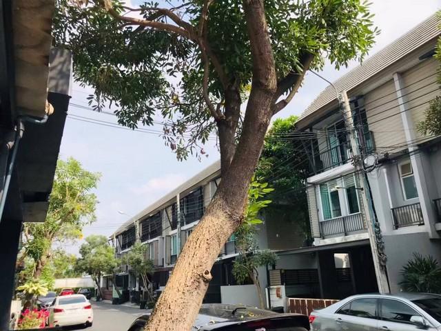 ทาวน์เฮาส์ 25000 กรุงเทพมหานคร เขตลาดพร้าว ลาดพร้าว ทาวน์เฮาส์ 25000 กรุงเทพมหานคร เขตลาดพร้าว ลาดพร้าว