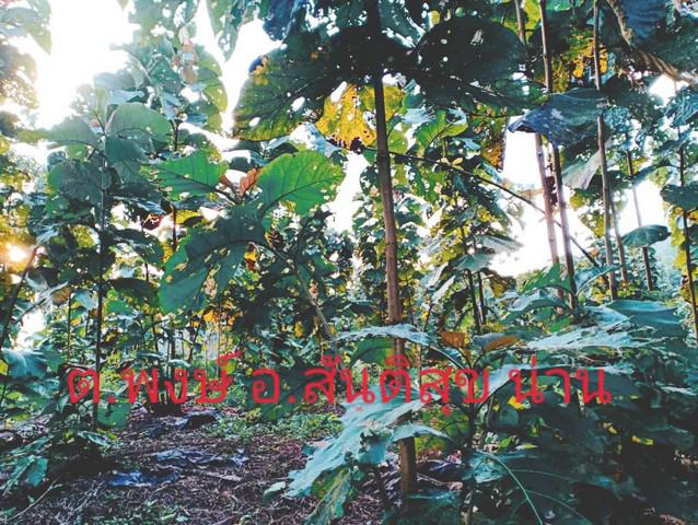 ที่ดิน 800000 น่าน สันติสุข ดู่พงษ์ ที่ดิน 800000 น่าน สันติสุข ดู่พงษ์