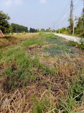 ที่ดิน 950000 ปทุมธานี หนองเสือ หนองสามวัง