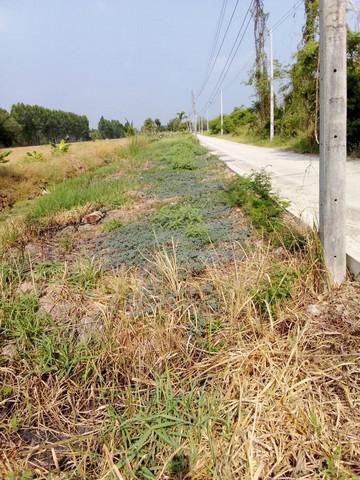 ที่ดิน 950000 ปทุมธานี หนองเสือ หนองสามวัง