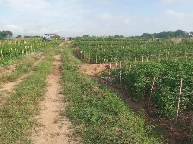 ที่ดิน 800000 น่าน ท่าวังผา ศรีภูมิ ที่ดิน 800000 น่าน ท่าวังผา ศรีภูมิ