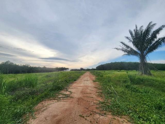 ที่ดิน 100000000 ชลบุรี หนองใหญ่ หนองเสือช้าง ที่ดิน 100000000 ชลบุรี หนองใหญ่ หนองเสือช้าง