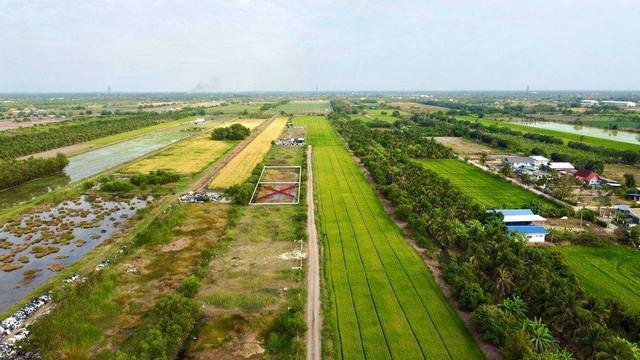 ที่ดิน 1300000 ปทุมธานี หนองเสือ บึงชำอ้อ ที่ดิน 1300000 ปทุมธานี หนองเสือ บึงชำอ้อ