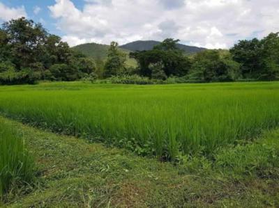 ที่ดิน 900000 เชียงใหม่ ดอยสะเก็ด ลวงเหนือ