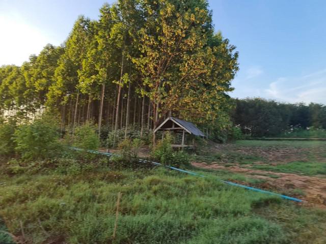 ที่ดิน 800000 หนองคาย โพนพิสัย กุดบง