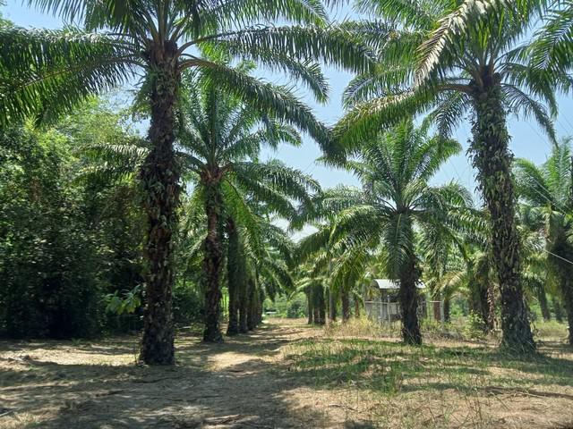 ที่ดิน 3800000 ชุมพร เมืองชุมพร นาชะอัง ที่ดิน 3800000 ชุมพร เมืองชุมพร นาชะอัง