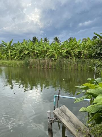 ที่ดิน 0 นครปฐม สามพราน บางช้าง ที่ดิน 0 นครปฐม สามพราน บางช้าง