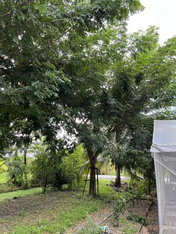 ที่ดิน 0 นครปฐม สามพราน บางช้าง ที่ดิน 0 นครปฐม สามพราน บางช้าง