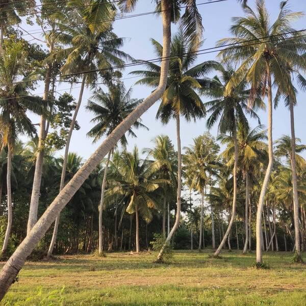 ที่ดิน 17000000 ชุมพร เมืองชุมพร นาชะอัง ที่ดิน 17000000 ชุมพร เมืองชุมพร นาชะอัง