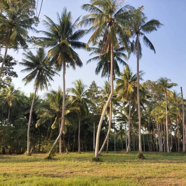 ที่ดิน 17000000 ชุมพร เมืองชุมพร นาชะอัง ที่ดิน 17000000 ชุมพร เมืองชุมพร นาชะอัง