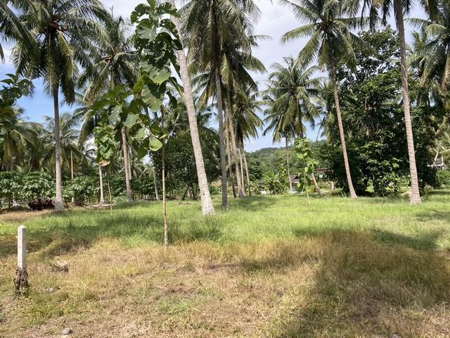 ที่ดิน 8000000 ชุมพร ปะทิว สะพลี ที่ดิน 8000000 ชุมพร ปะทิว สะพลี