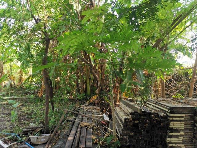 ที่ดิน 25000000 นนทบุรี เมืองนนทบุรี สวนใหญ่ ที่ดิน 25000000 นนทบุรี เมืองนนทบุรี สวนใหญ่