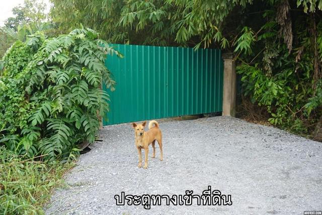 ที่ดิน 7800000 นครปฐม สามพราน ท่าข้าม ที่ดิน 7800000 นครปฐม สามพราน ท่าข้าม