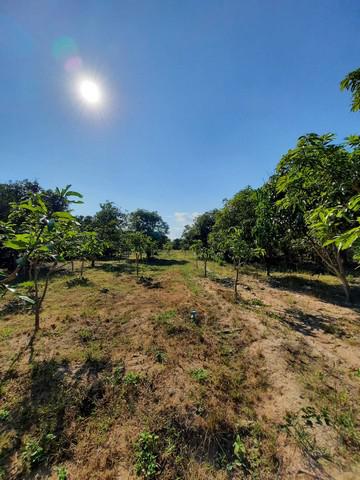 ที่ดิน 2300000 ลำพูน บ้านโฮ่ง ศรีเตี้ย ที่ดิน 2300000 ลำพูน บ้านโฮ่ง ศรีเตี้ย