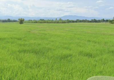 ที่ดิน 1200000 ลำพูน กิ่งอำเภอเวียงหนองล่อง หนองยวง