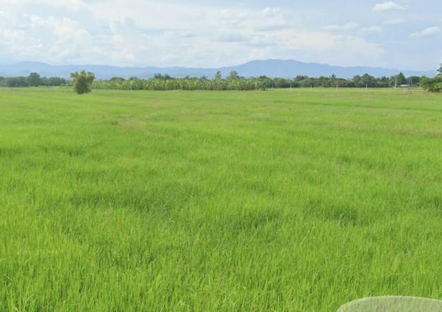 ที่ดิน 1200000 ลำพูน กิ่งอำเภอเวียงหนองล่อง หนองยวง ที่ดิน 1200000 ลำพูน กิ่งอำเภอเวียงหนองล่อง หนองยวง