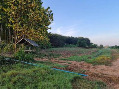 ที่ดิน 800000 หนองคาย โพนพิสัย กุดบง