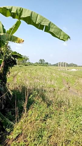 ที่ดิน 2100000 เชียงใหม่ สารภี ป่าบง