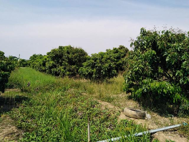 ที่ดิน 950000 ลำพูน ป่าซาง ท่าตุ้ม ที่ดิน 950000 ลำพูน ป่าซาง ท่าตุ้ม