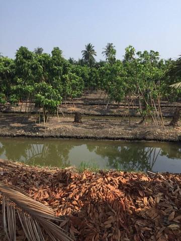 ที่ดิน 1500000 สมุทรสาคร บ้านแพ้ว หนองบัว