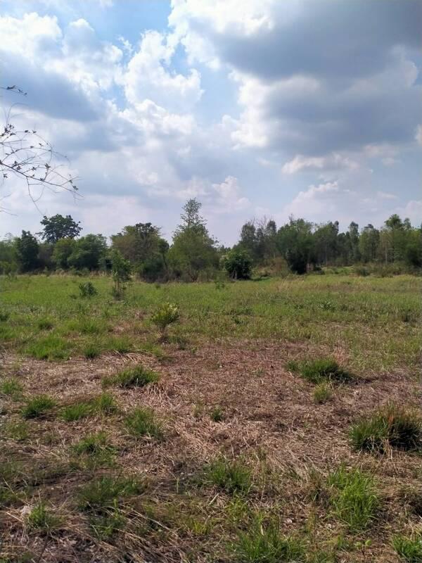 ที่ดิน 1000000 เพชรบูรณ์ ชนแดน ตะกุดไร ที่ดิน 1000000 เพชรบูรณ์ ชนแดน ตะกุดไร