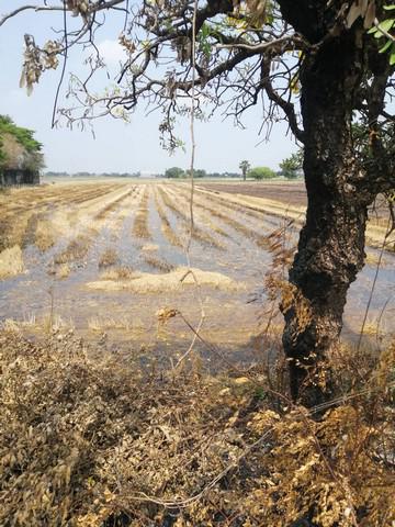 ที่ดิน 48000000 ปทุมธานี ลำลูกกา บึงคำพร้อย
