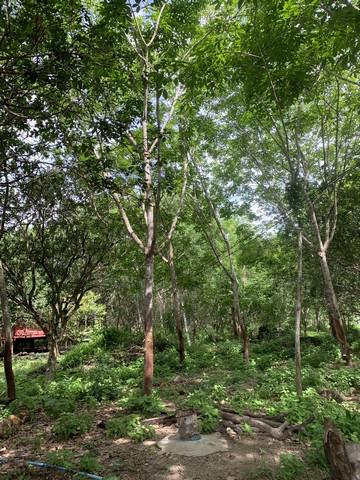ที่ดิน 28000000 กาญจนบุรี ทองผาภูมิ ลิ่นถิ่น ที่ดิน 28000000 กาญจนบุรี ทองผาภูมิ ลิ่นถิ่น