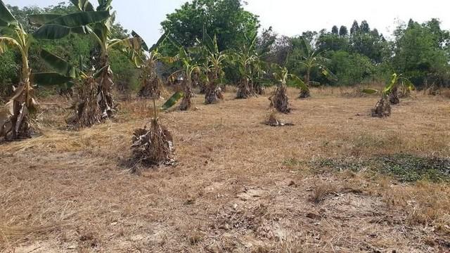 ที่ดิน 850000 ขอนแก่น เมืองขอนแก่น บ้านเป็ด ที่ดิน 850000 ขอนแก่น เมืองขอนแก่น บ้านเป็ด