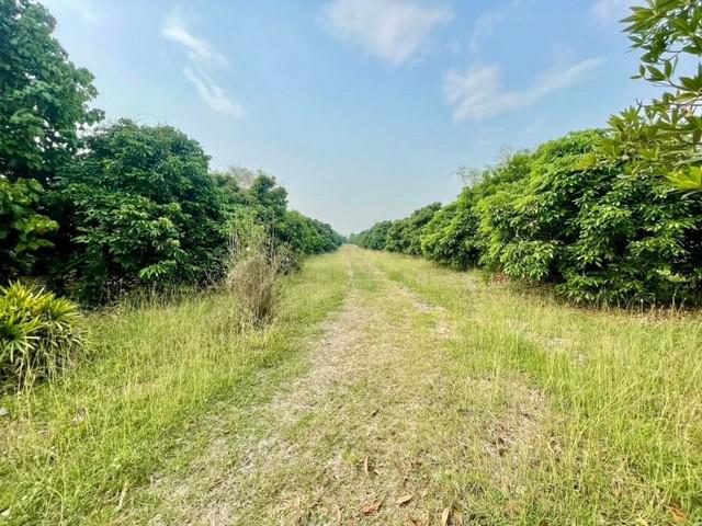 ที่ดิน 23500000 เชียงใหม่ สารภี ยางเนิ้ง ที่ดิน 23500000 เชียงใหม่ สารภี ยางเนิ้ง