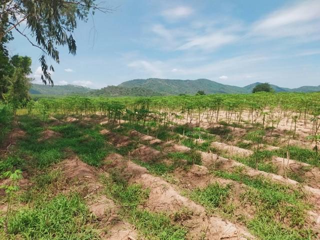 ที่ดิน 900000 ระยอง ปลวกแดง หนองไร่ ที่ดิน 900000 ระยอง ปลวกแดง หนองไร่