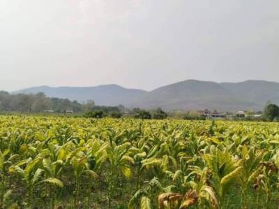 ที่ดิน 13000000 เชียงใหม่ สันกำแพง ร้องวัวแดง