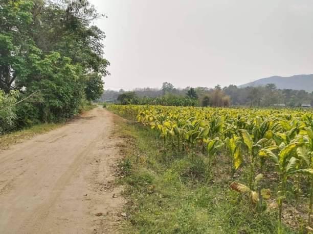 ที่ดิน 13000000 เชียงใหม่ สันกำแพง ร้องวัวแดง ที่ดิน 13000000 เชียงใหม่ สันกำแพง ร้องวัวแดง